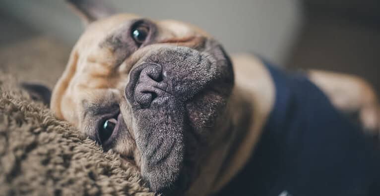 4-Ways-to-Protect-Your-Carpet