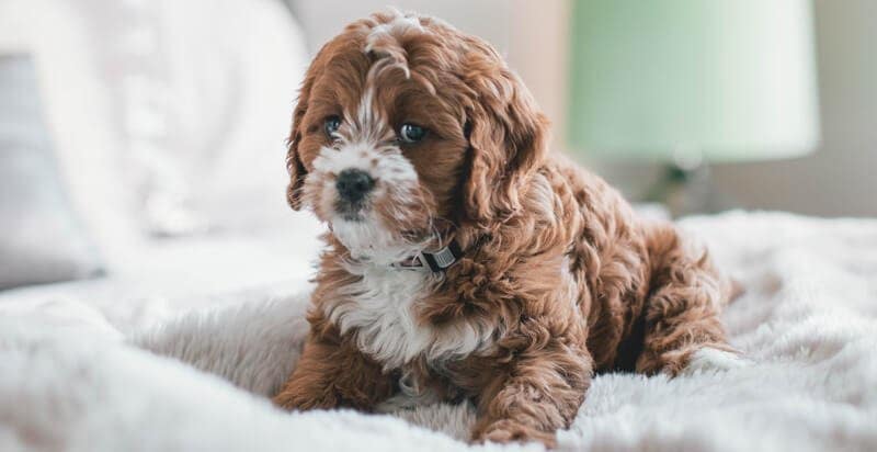 5Tips-on-How-to-Calm-My-Anxious-Dog