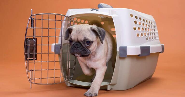 best car crates for dogs