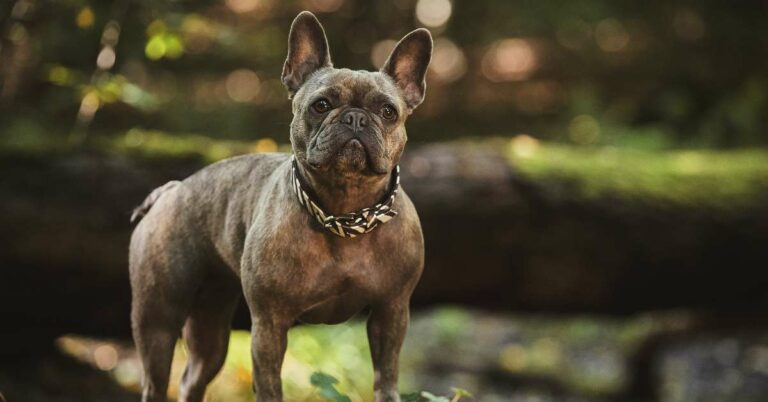best collapsible dog crates