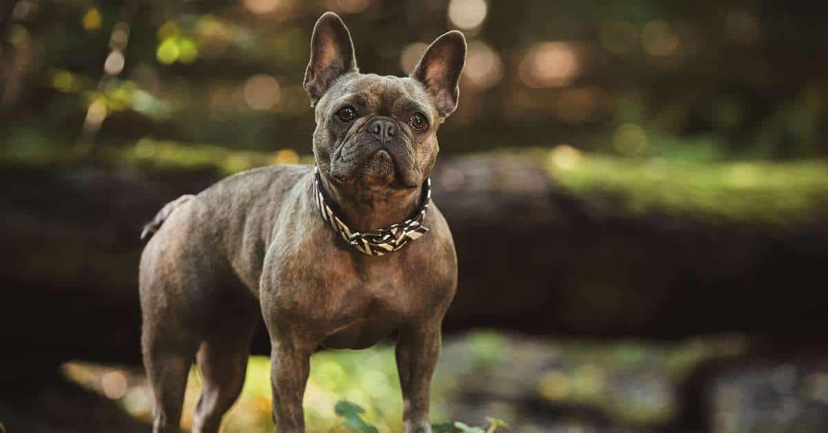 best collapsible dog crates