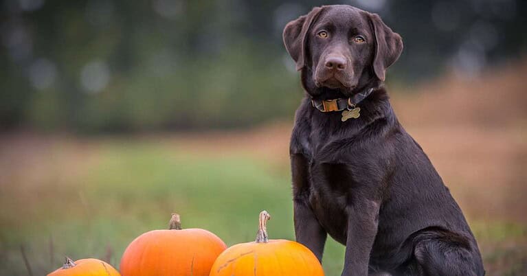 best dog beds for large dogs