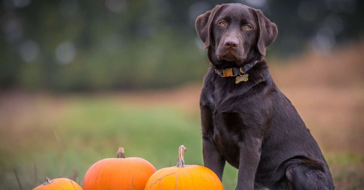 best dog beds for large dogs
