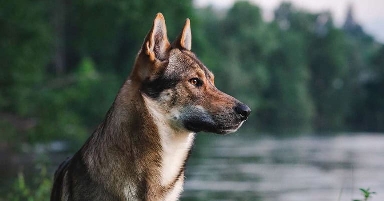 best dog crates for large dogs