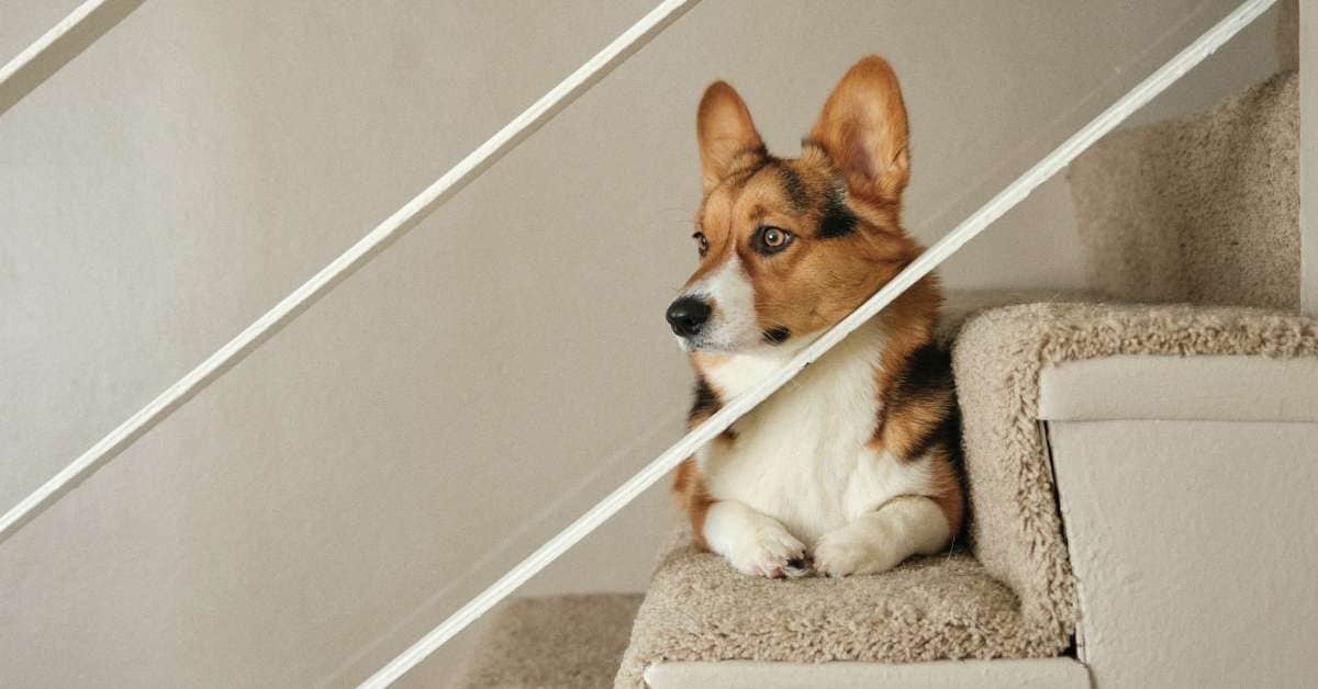 best dog gates for stairs