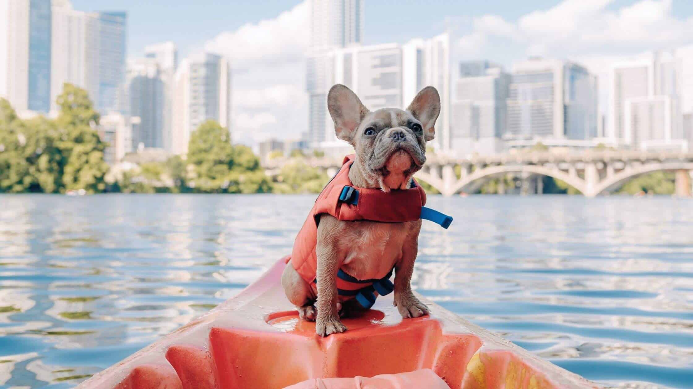best dog life jacket