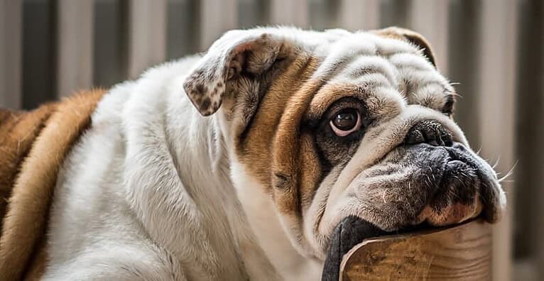 best-joint-supplements-for-dogs