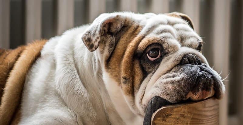 best-joint-supplements-for-dogs