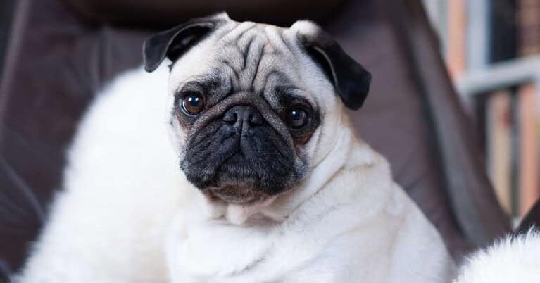 best luxury dog beds