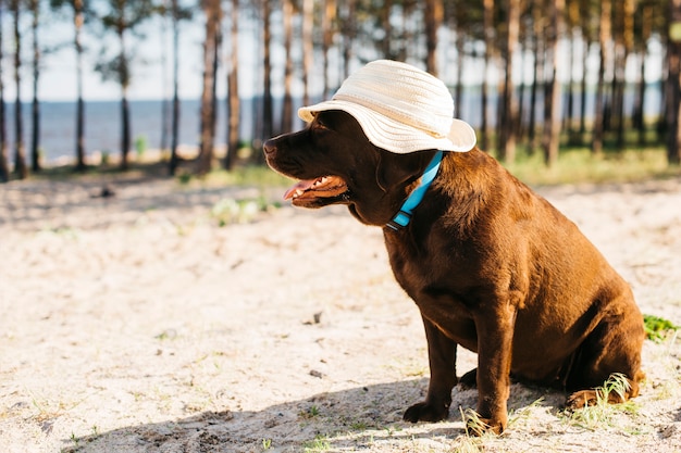 black dog having fun at the beach