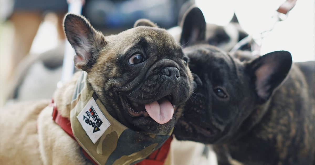 boston terrier vs french bulldog