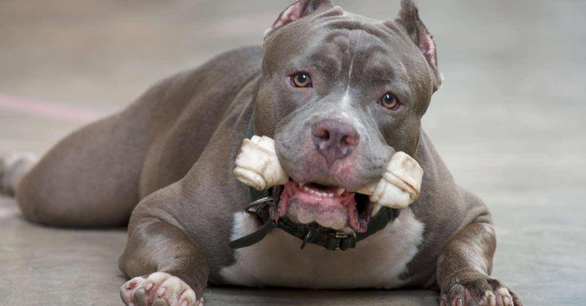 can a pitbull be a service dog