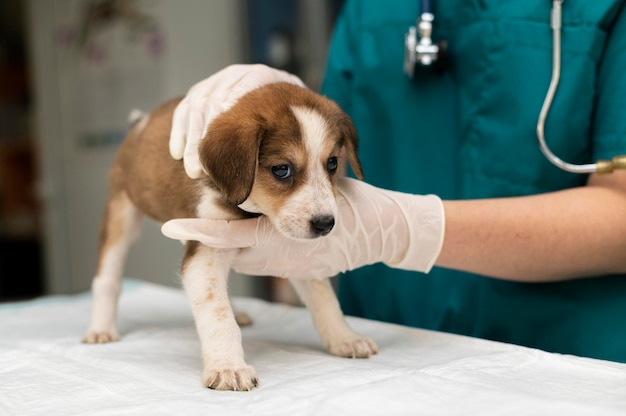 close up on veterinarian taking care of dog