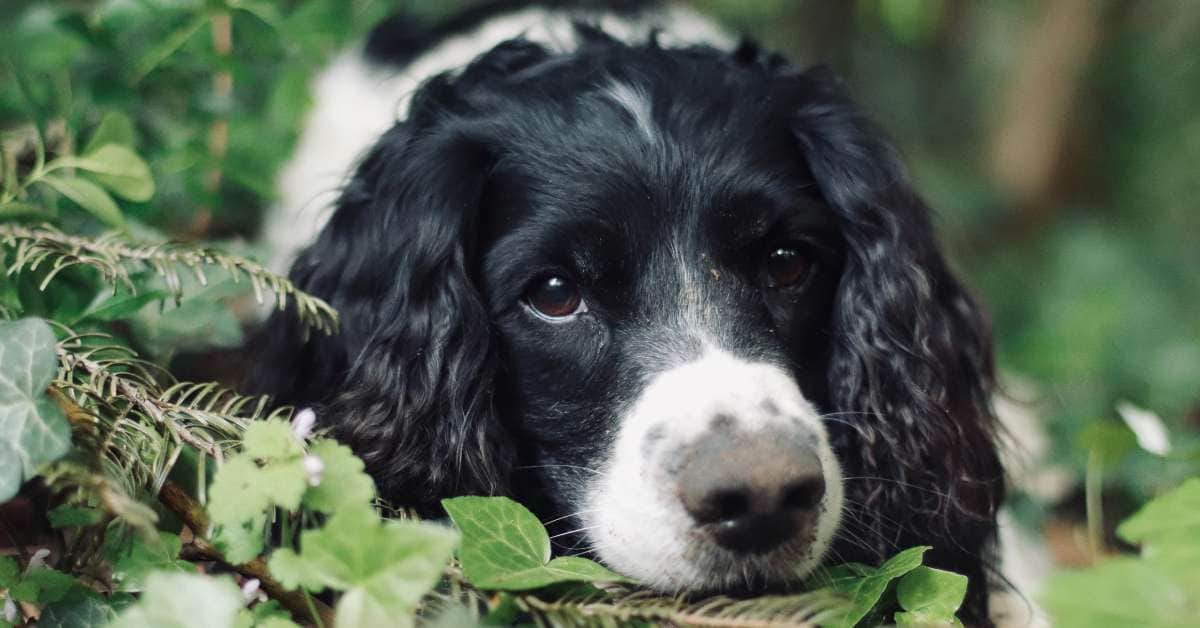 dog arthritis symptoms