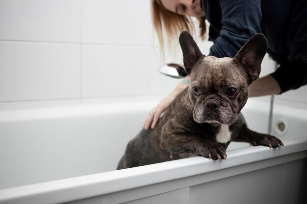 french bulldog bathing