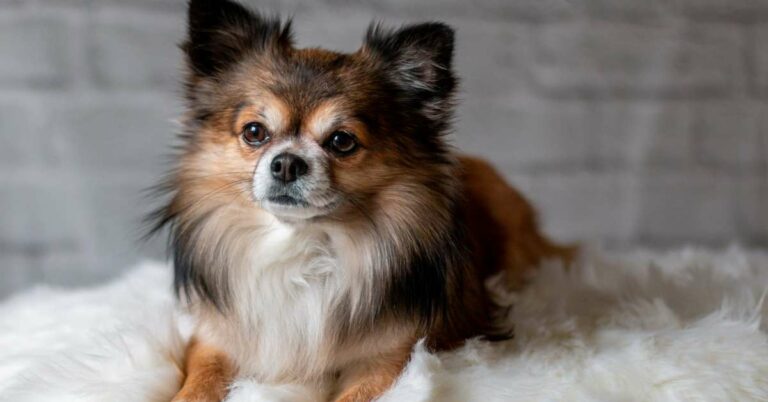 Dog Throwing Up After Drinking Water