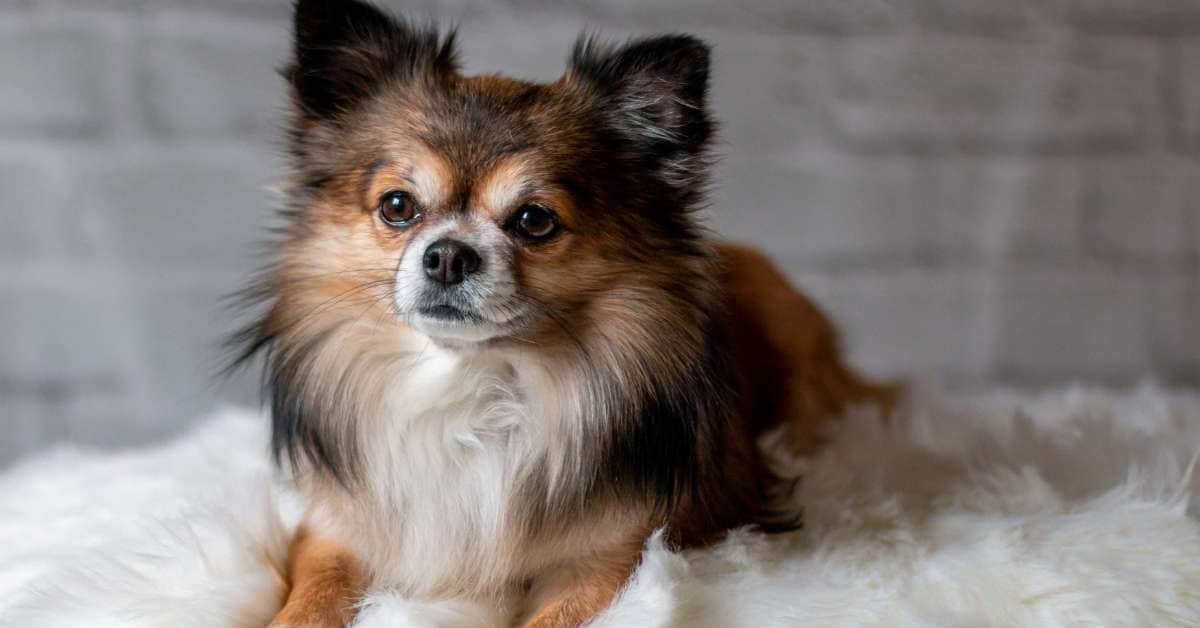 Dog Throwing Up After Drinking Water