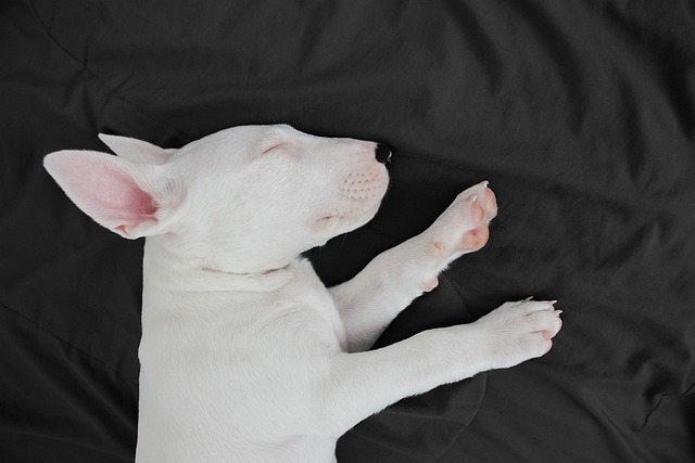 bull terrier, friend