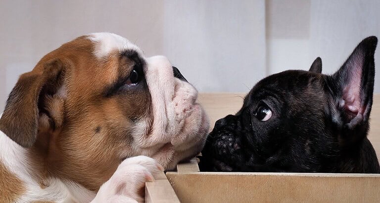 english french bulldog comparison