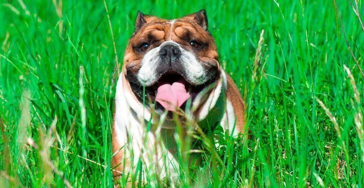 english bulldog bruno