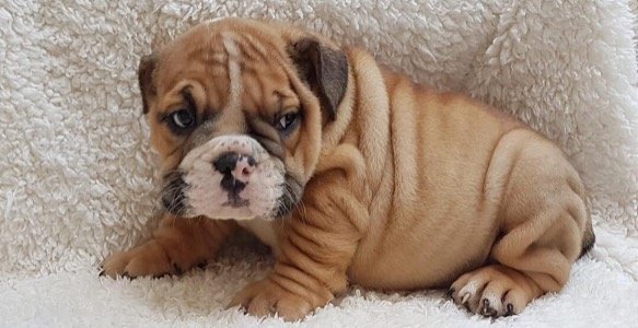 englishbulldog on carpet