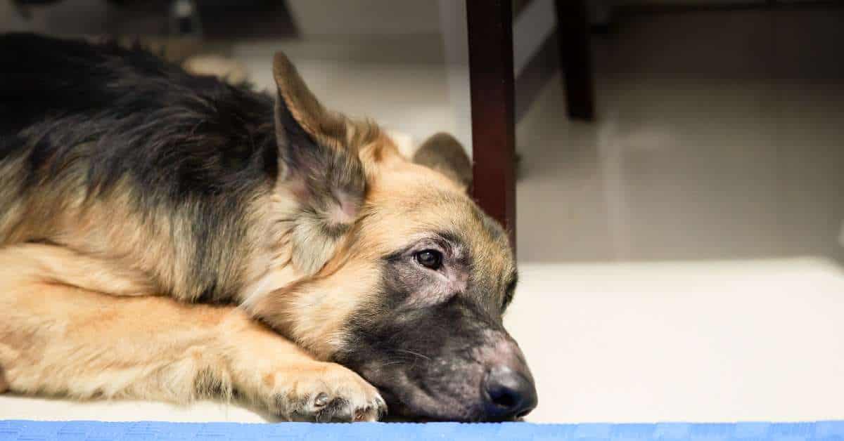 eye infection in dogs