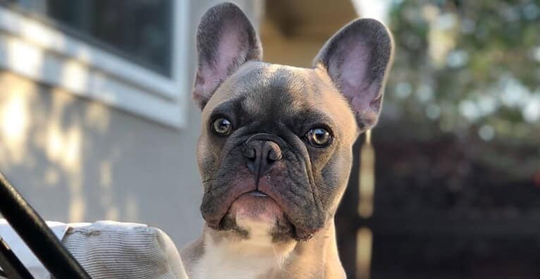 Fire Safety Tips For Your Dog