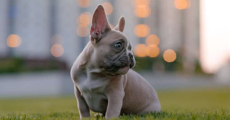 french bulldog cost
