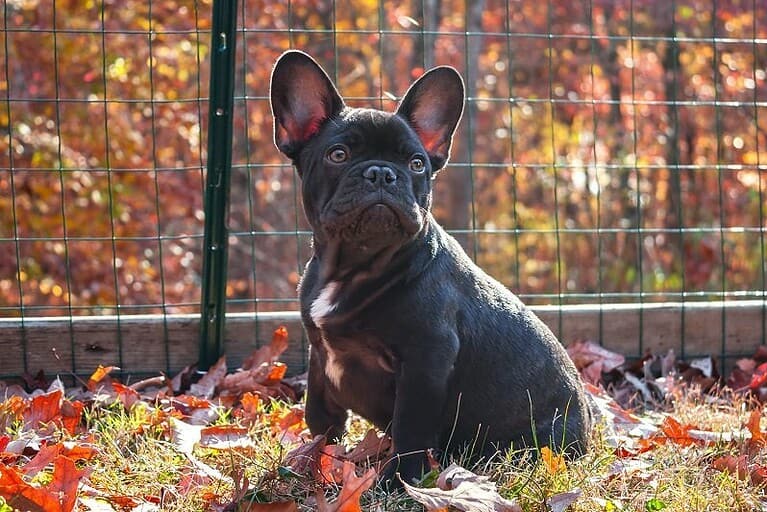 French bulldog potty training