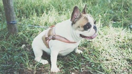 French bulldog potty training schedule