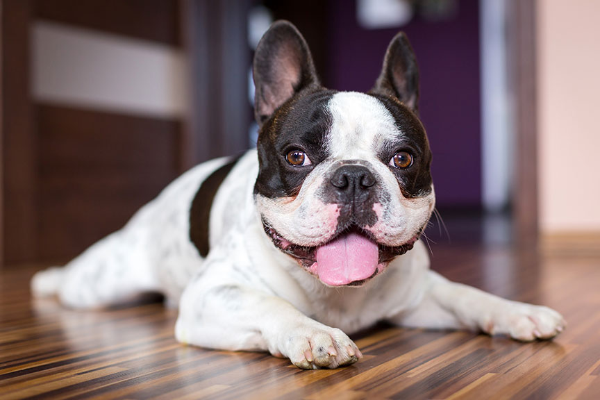 A FrencFrench bulldog  hanging his tongue