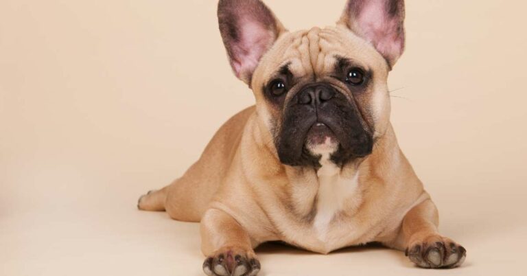 french bulldog temperament