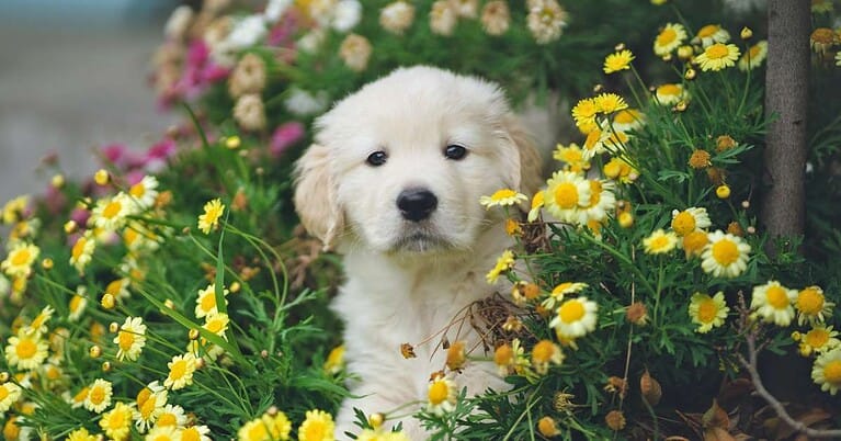 golden retriever weight