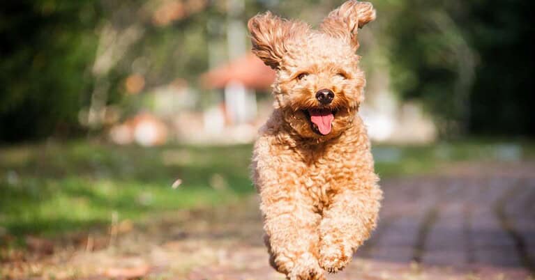 heartworm treatment for dogs