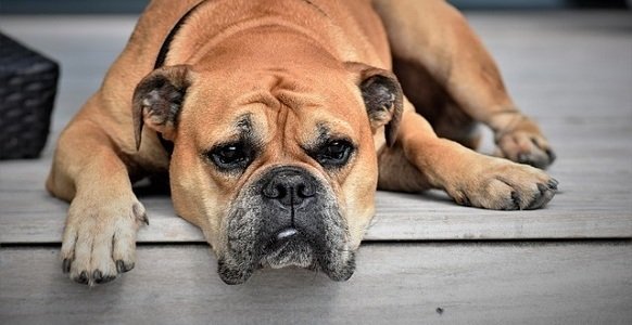 How to calm a dog during a storm