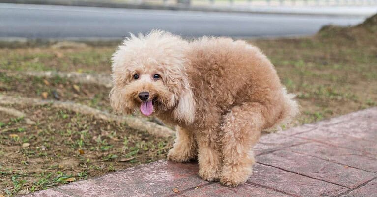 how to compost dog poop