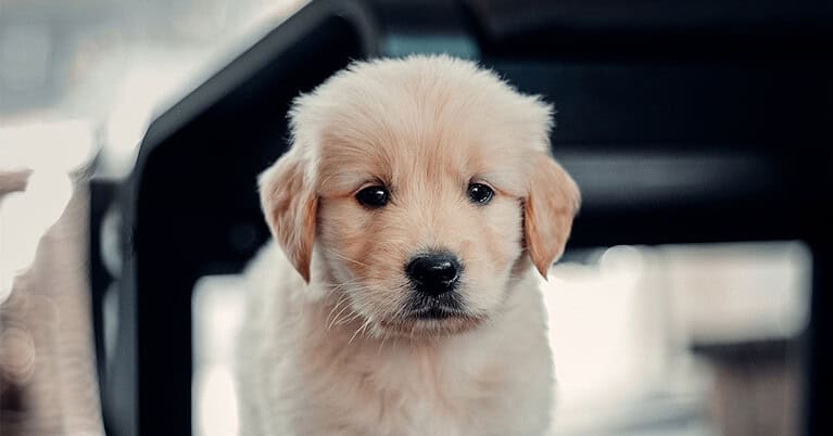 how-to-potty-train-a-golden-retriever