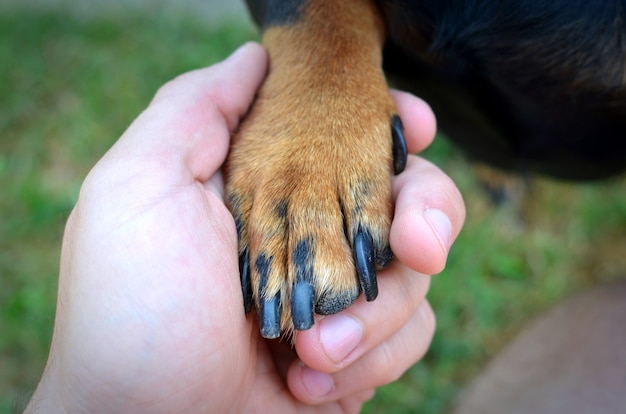 human's hand and dog's paw handshake