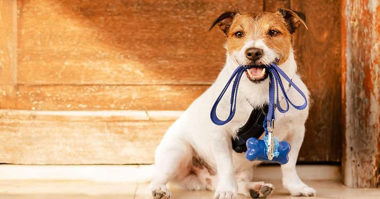 is dog poop biodegradable