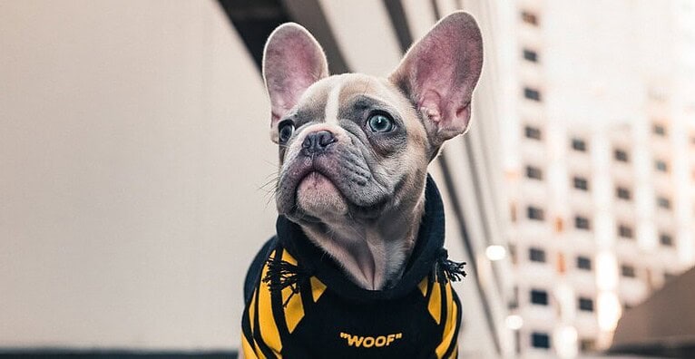 motocycle pet carrier 02