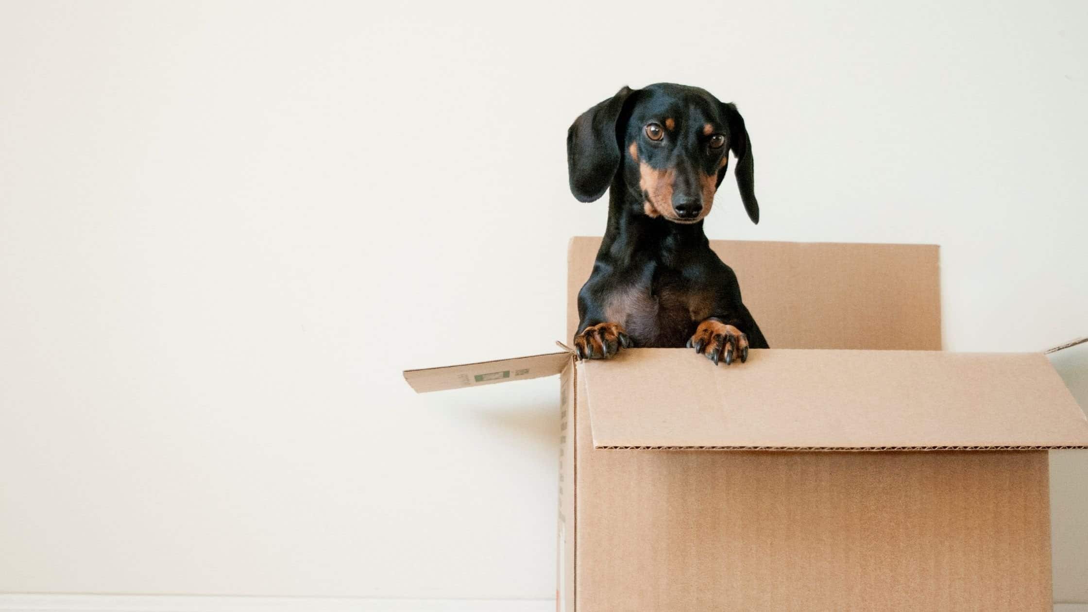 moving with a dog