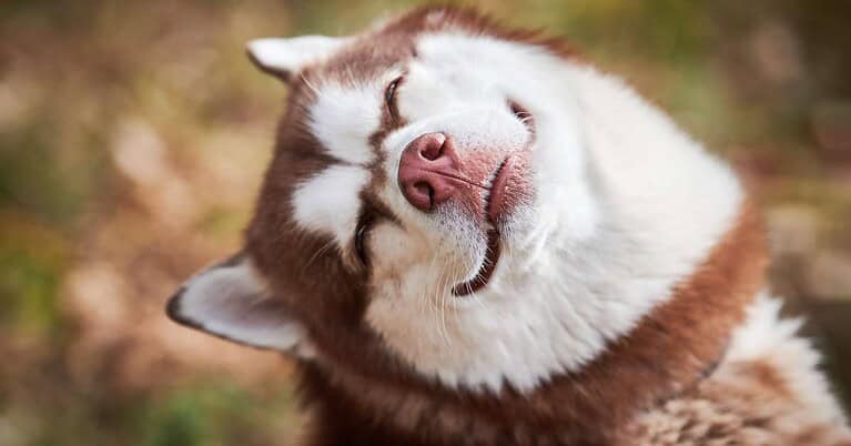 Natural Remedy For Dog Eye Infection