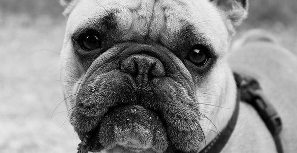 peeing in the same spot