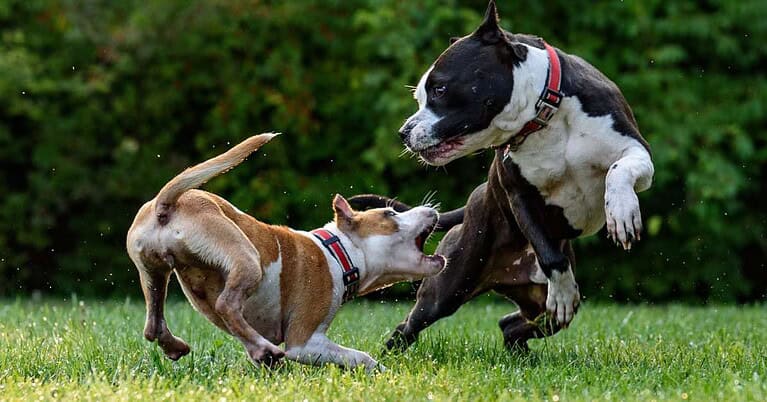 pit bull bite force