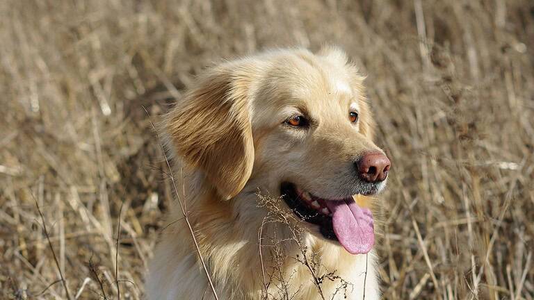 signs that your dog is getting old