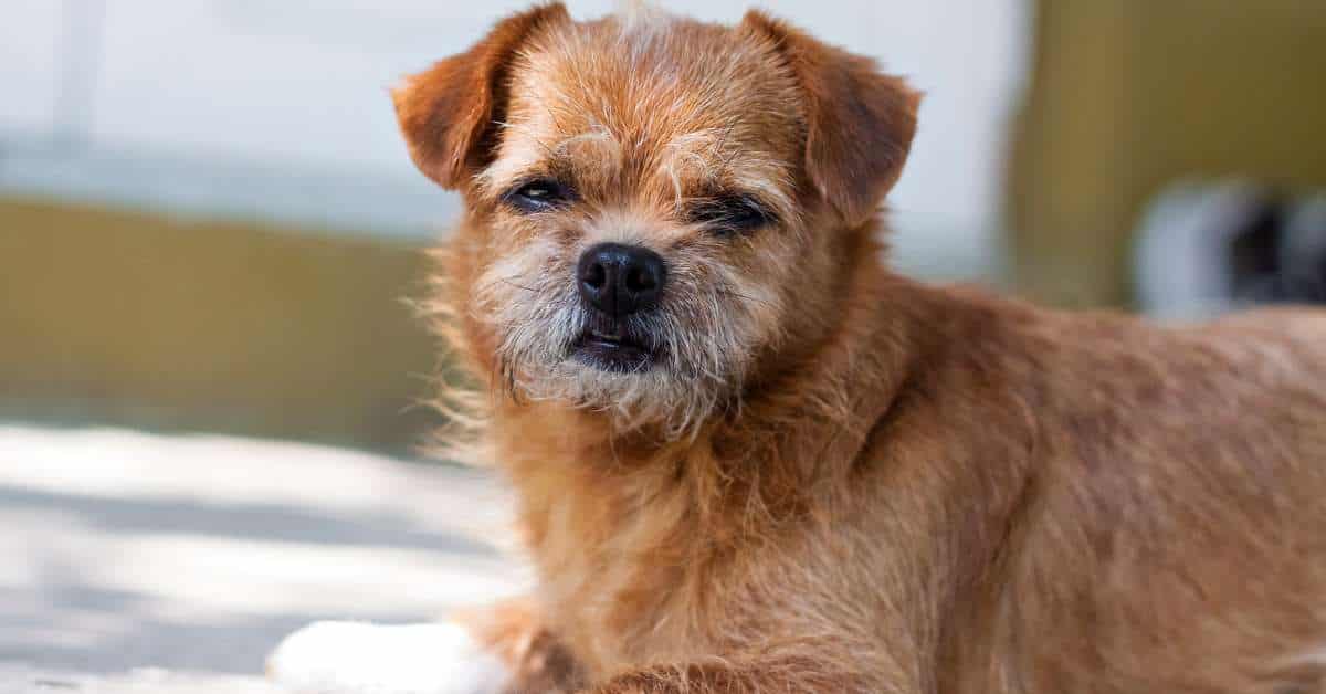 signs your dog is dying of old age
