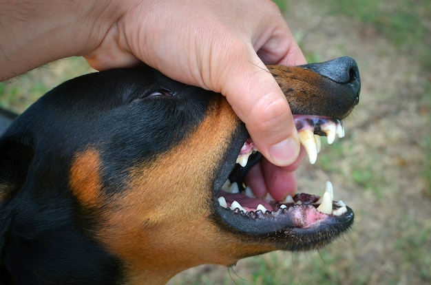 vicious dog showing teeth and biting hand