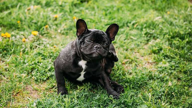 why does my dog bite his leg