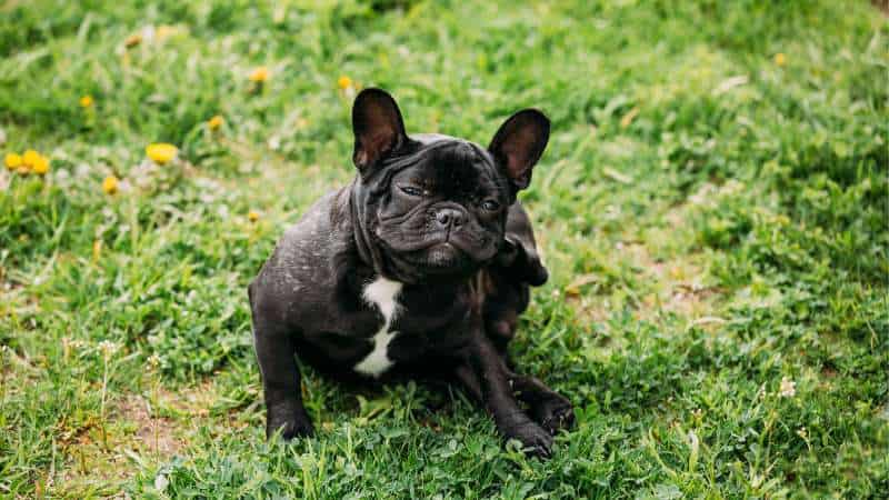 why does my dog bite his leg