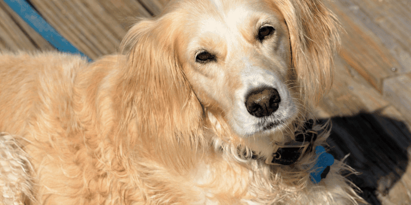 Adopting a rescue dog